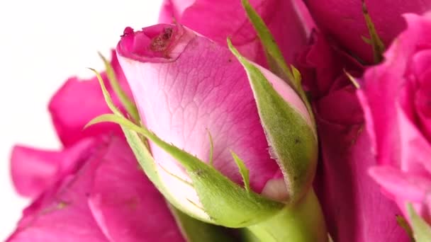 Vackra Rosa Röda Pion Blommor Bukett Bakgrund Blommande Pion Eller — Stockvideo