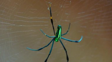 4K Yaban Arısı Örümcek Argiope bruennichi örümcek örümcek ağda oturan makro böcek