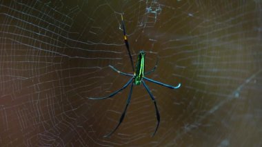 4K Yaban Arısı Örümcek Argiope bruennichi örümcek örümcek ağda oturan makro böcek