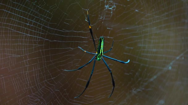 Wasp Spider Argiope Bruennichi Pavouk Hmyz Makro Pavučině Sedí — Stock video