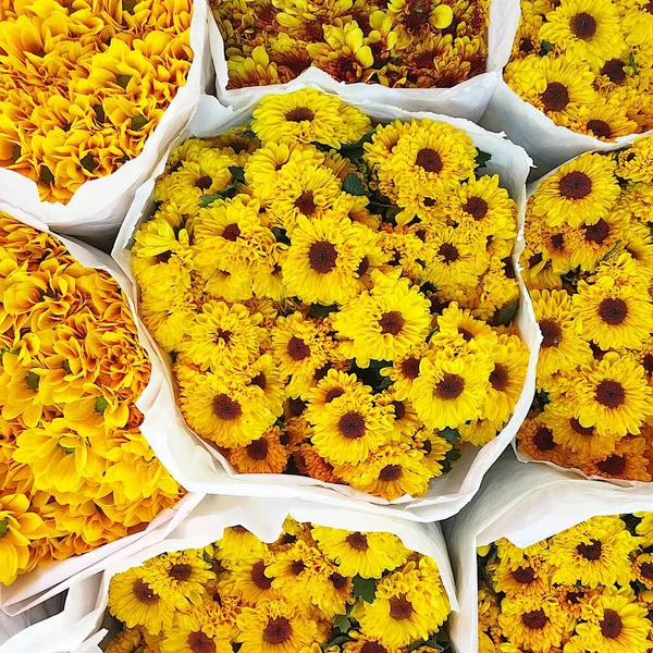 Set Yellow Chrysanthemum Flowers Elements Botanical Collection — Stock Photo, Image
