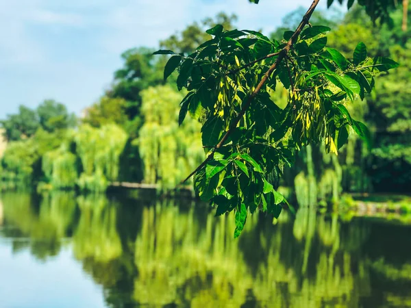 Magnificent summer landscape by the calm river. Weeping willows over the river in sunny warm day with green emerald foliage