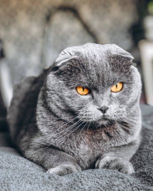 Gri kulaklı güzel kedi. Bıyıklı evcil hayvan. Bir kedinin portresi.