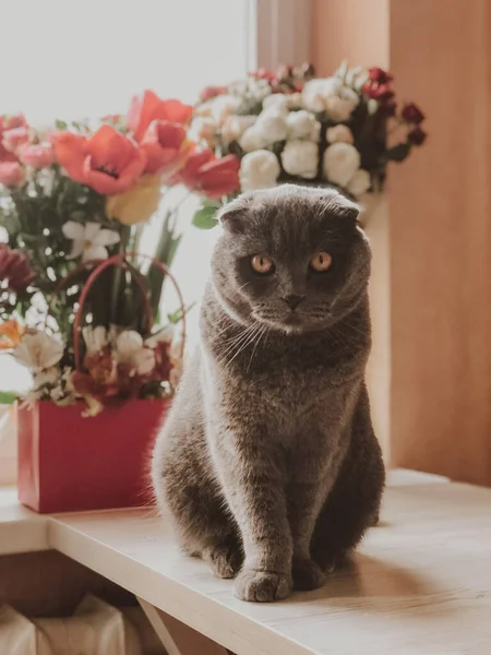 Szürke Fülű Macska Egy Asztalon Virágokkal Háttérben Bajuszos Kisállat Dekorációs — Stock Fotó