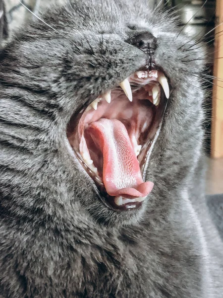 Gri Tüylü Kedi Bıyıklı Esneyen Hayvan Dekor Için Fikir — Stok fotoğraf