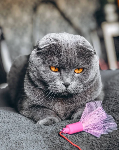 Gray Lop Eared Beautiful Cat Mustachioed Pet Portrait Cat — Stock Photo, Image