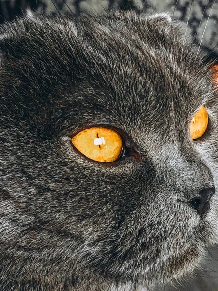 Gri Kulaklı Güzel Kedi Bıyıklı Evcil Hayvan Bir Kedinin Portresi — Stok fotoğraf