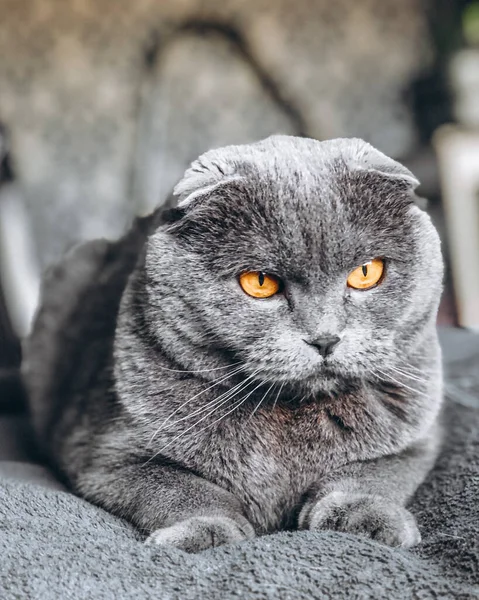 Gri kulaklı güzel kedi. Bıyıklı evcil hayvan. Bir kedinin portresi.
