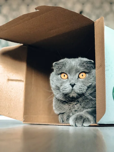 Foto Gato Escondido Una Caja Gris Mascota Esponjosa —  Fotos de Stock
