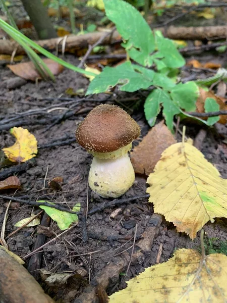 Small Fatty Mushroom Autumn Forest Mushrooms Autumn Foliage Environment — Stok fotoğraf