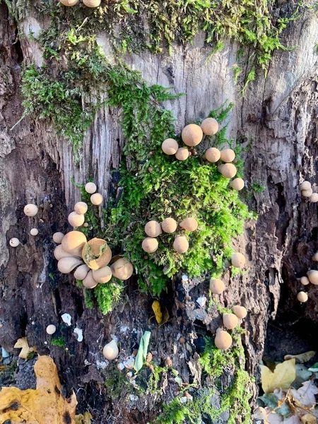 Old Stump Forest Covered Moss Strewn Mushrooms Environment — Foto de Stock