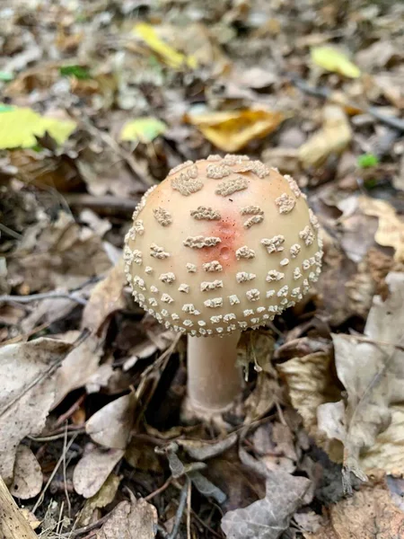 秋天森林里的蘑菇景观 秋天的蘑菇叶子 食用菌 环境摄影 — 图库照片