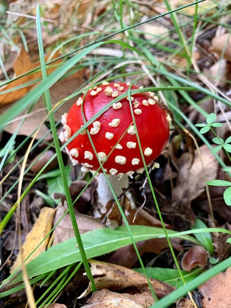 Sonbahar Ormanındaki Mantar Manzarası Sonbahar Yapraklarındaki Mantarlar Amanita Mantarı Çevre — Stok fotoğraf