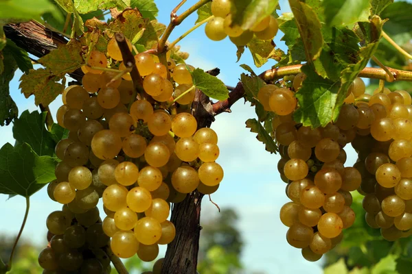 Uvas verdes en la vid —  Fotos de Stock