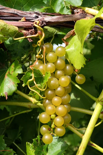 Green Grapes on Vine — Stock Photo, Image