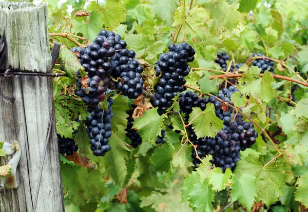 Uvas rojas en la vid —  Fotos de Stock