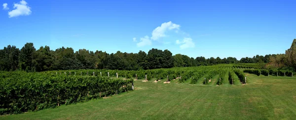 Виноградник Панорама — стоковое фото