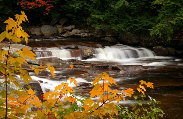 Stream Autumn Foliage — Stock Photo, Image