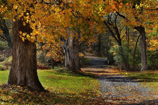 Caminho do Outono arborizado — Fotografia de Stock