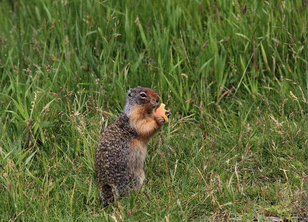 Kanadisches Ziesel — Stockfoto