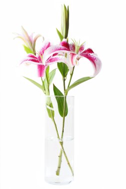 Stargazer lilyum vazosu