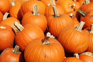 Balkabağı Arkaplanı