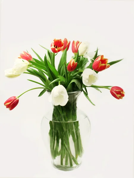 花瓶のチューリップ — ストック写真