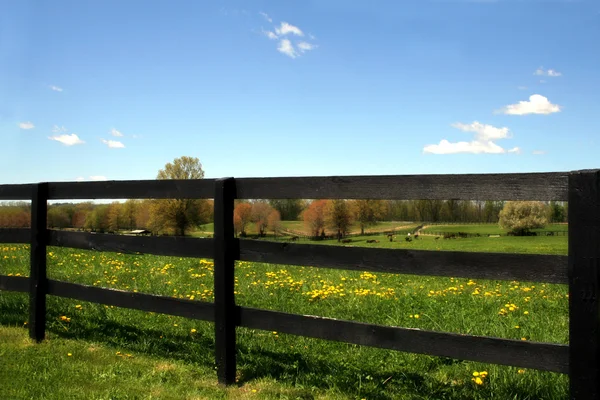 Paard boerderij — Stockfoto