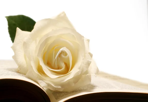 Rosa e Bibbia — Foto Stock