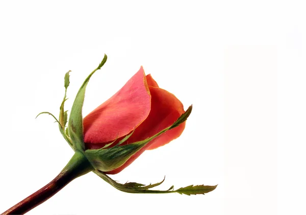 Una rosa — Foto Stock