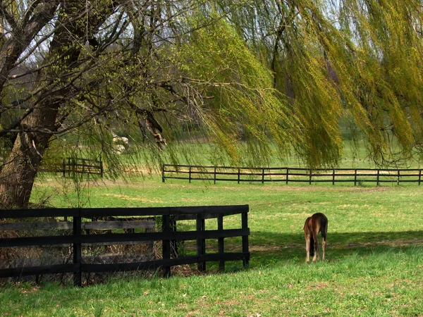 Horse Grazing — Stock Photo, Image