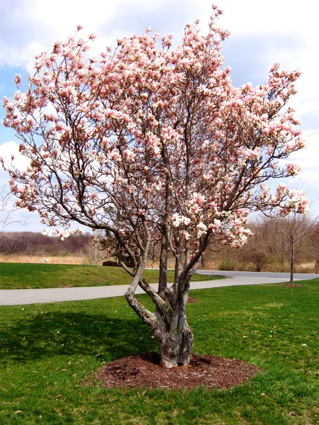 Magnoliaträd Royaltyfria Stockbilder