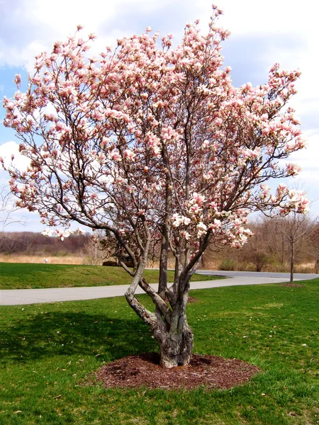 Magnolia Tree — Stock Image Magnolia Tree Stock Picture