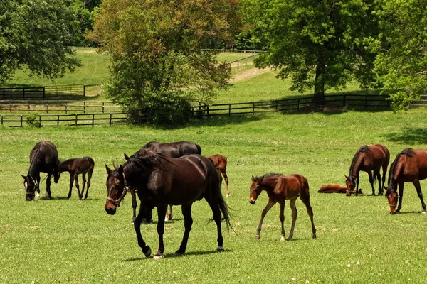 Cavalos Grazing — Fotografia de Stock