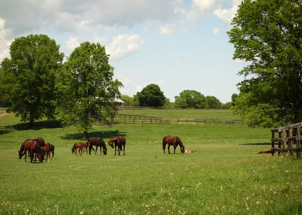 Horse Farm — Stock Photo, Image