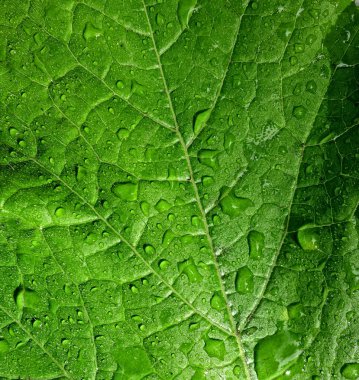 yaprak yağmur damlaları arka plan