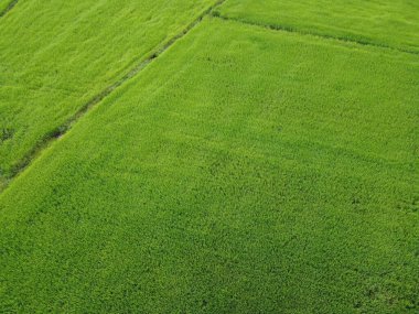 Taze yeşil pirinç tarlaları, insansız hava araçlarının havadan çekilmiş fotoğrafları.