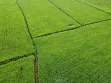 Taze yeşil pirinç tarlaları, insansız hava araçlarının havadan çekilmiş fotoğrafları.