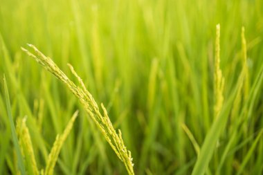 Tarlalardaki taze yeşil pirinç tarlaları yaprakların üzerinde çiğ damlalarıyla tohumlarını yetiştiriyor.