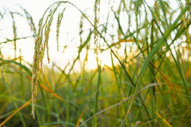 Gün batımında pirinç tarlasında altın kulaklar
