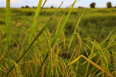 Gün batımında pirinç tarlasında altın kulaklar