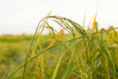 Gün batımında pirinç tarlasında altın kulaklar