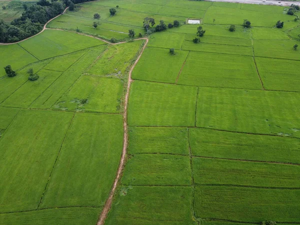 Campos Arroz Verde Fresco Fotografías Aéreas Drones —  Fotos de Stock