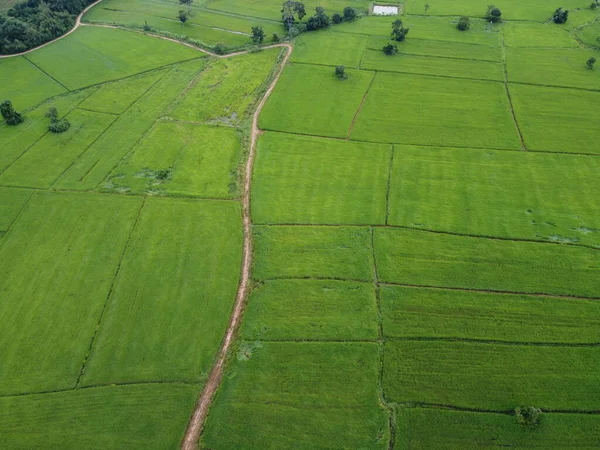 Taze Yeşil Pirinç Tarlaları Insansız Hava Araçlarının Havadan Çekilmiş Fotoğrafları — Stok fotoğraf