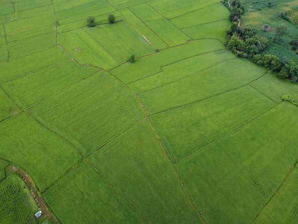 新鲜的绿色稻田 无人驾驶飞机的航拍照片 — 图库照片