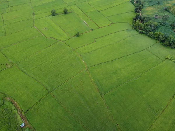 Rizières Vertes Fraîches Photographies Aériennes Drones — Photo