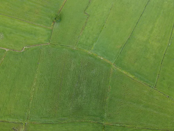 Rizières Vertes Fraîches Photographies Aériennes Drones — Photo