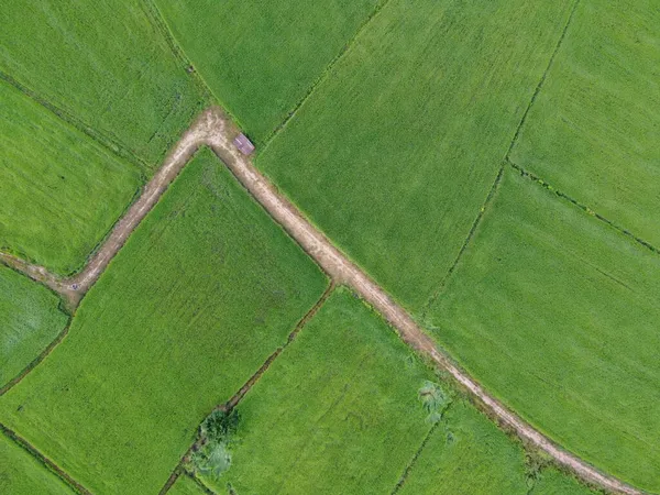 Campos Arroz Verde Fresco Fotografias Aéreas Drones — Fotografia de Stock