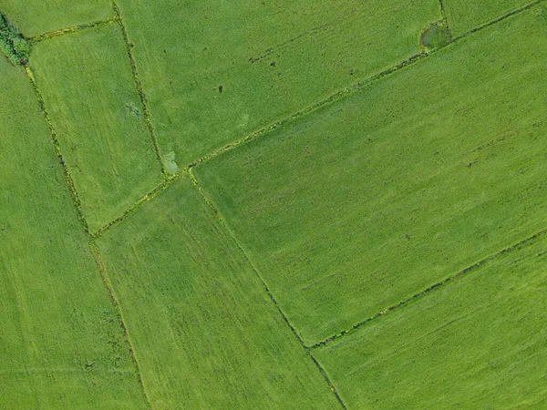 Čerstvé Zelené Rýžové Pole Letecké Snímky Bezpilotních Letounů — Stock fotografie