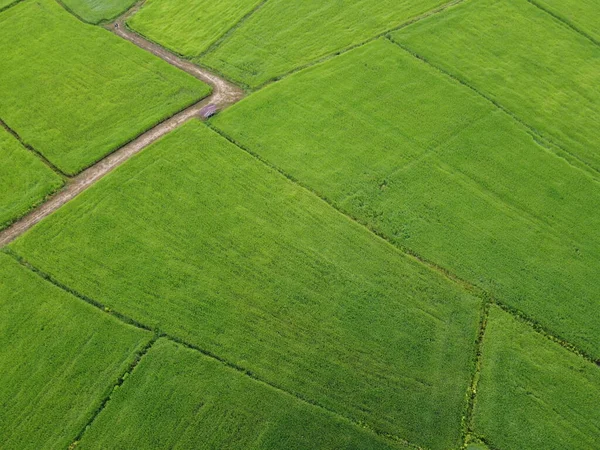 Taze Yeşil Pirinç Tarlaları Insansız Hava Araçlarının Havadan Çekilmiş Fotoğrafları — Stok fotoğraf